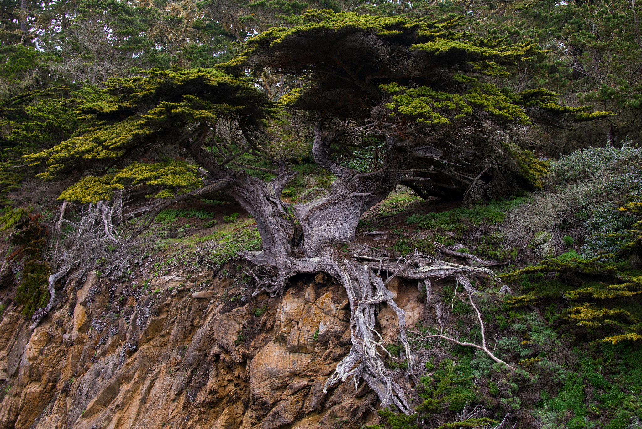 Rock Tree Roots Nature Twisted Tree 2048x1367