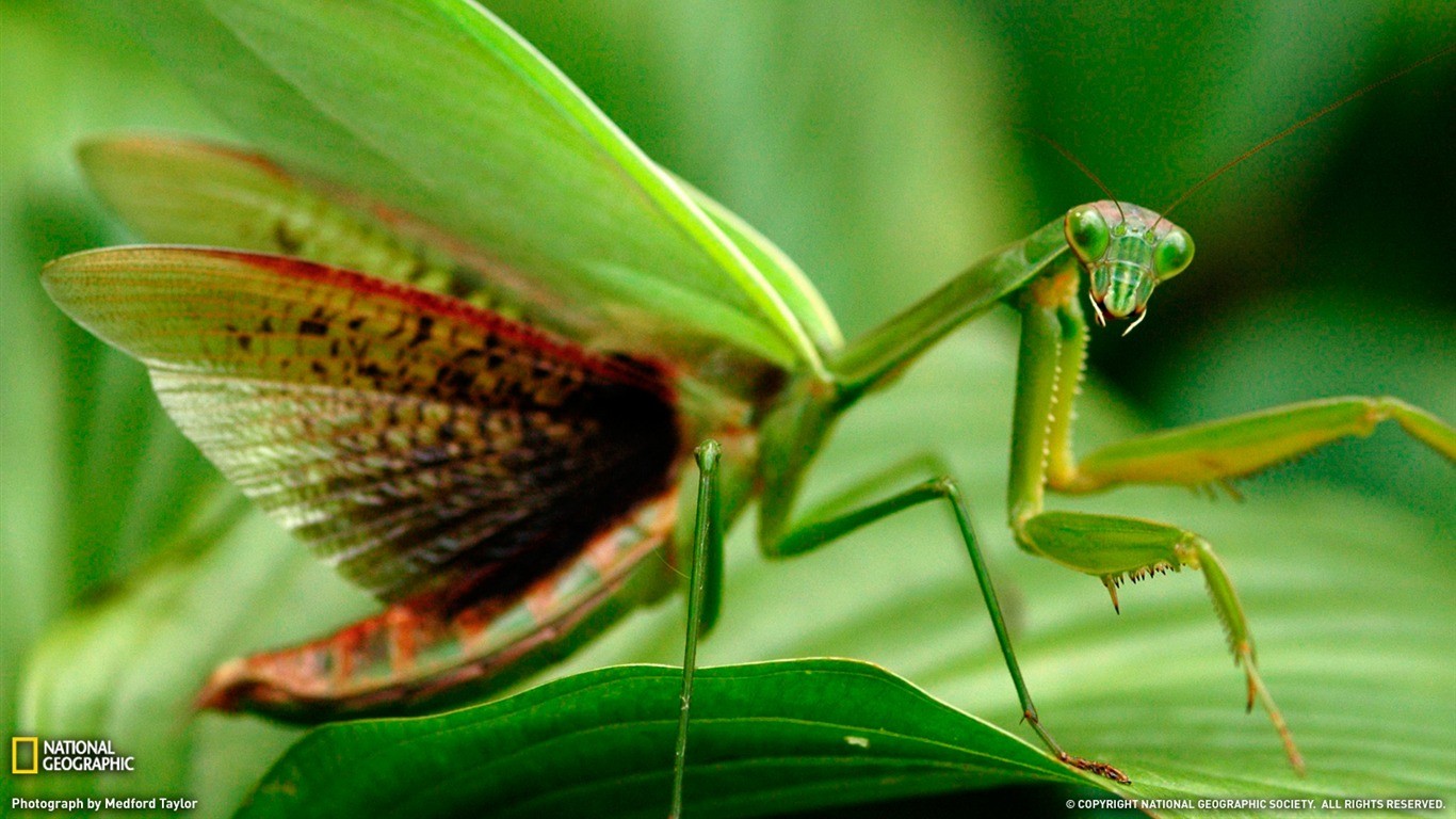 Animals Insect National Geographic 1366x768