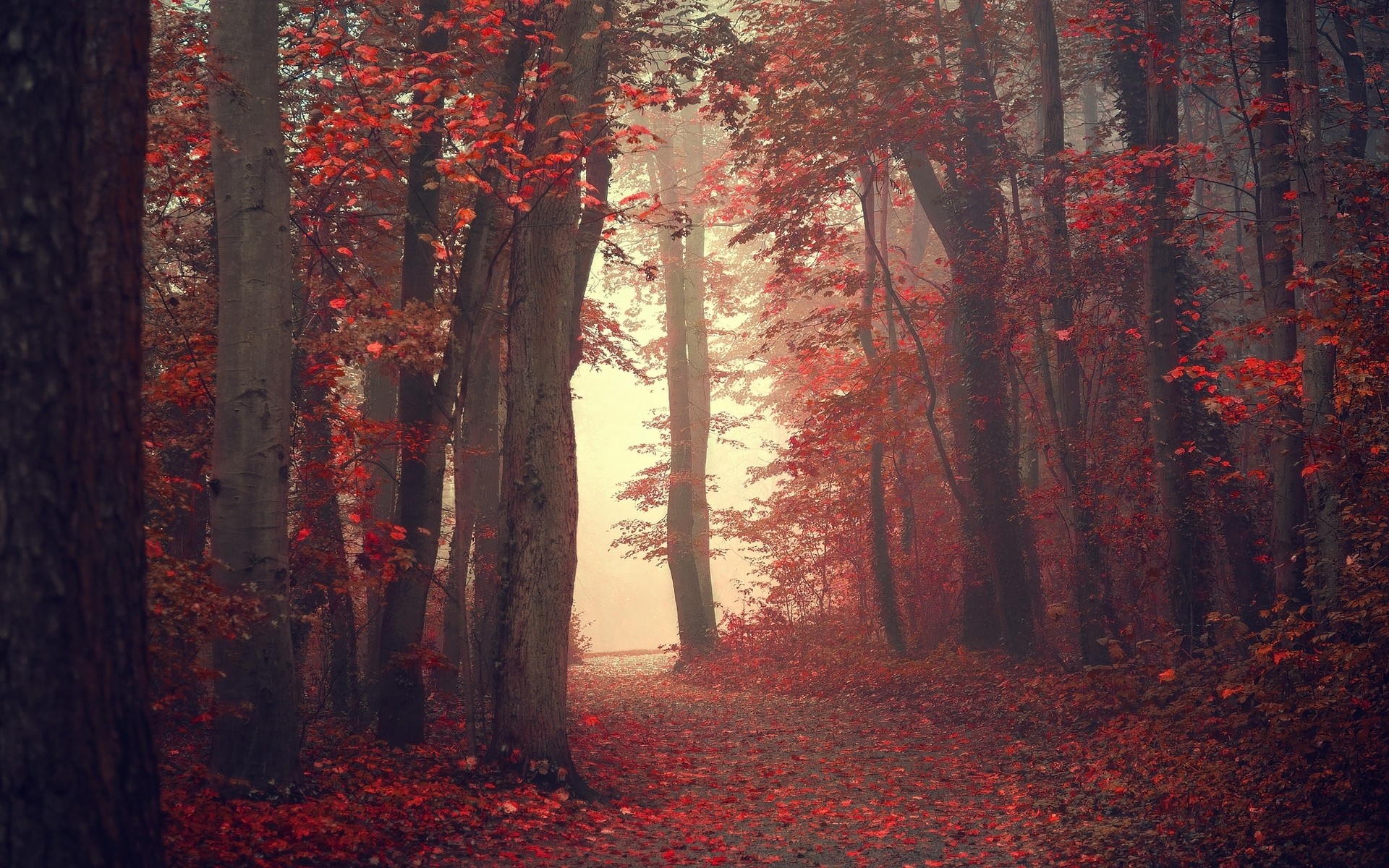Landscape Nature Fall Trees Mist Path Red Leaves Forest Red Leaves 1920x1200