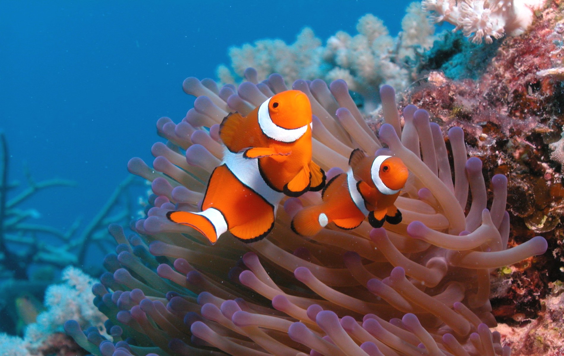 Animals Nature Clownfish Sea Anemones 1900x1200