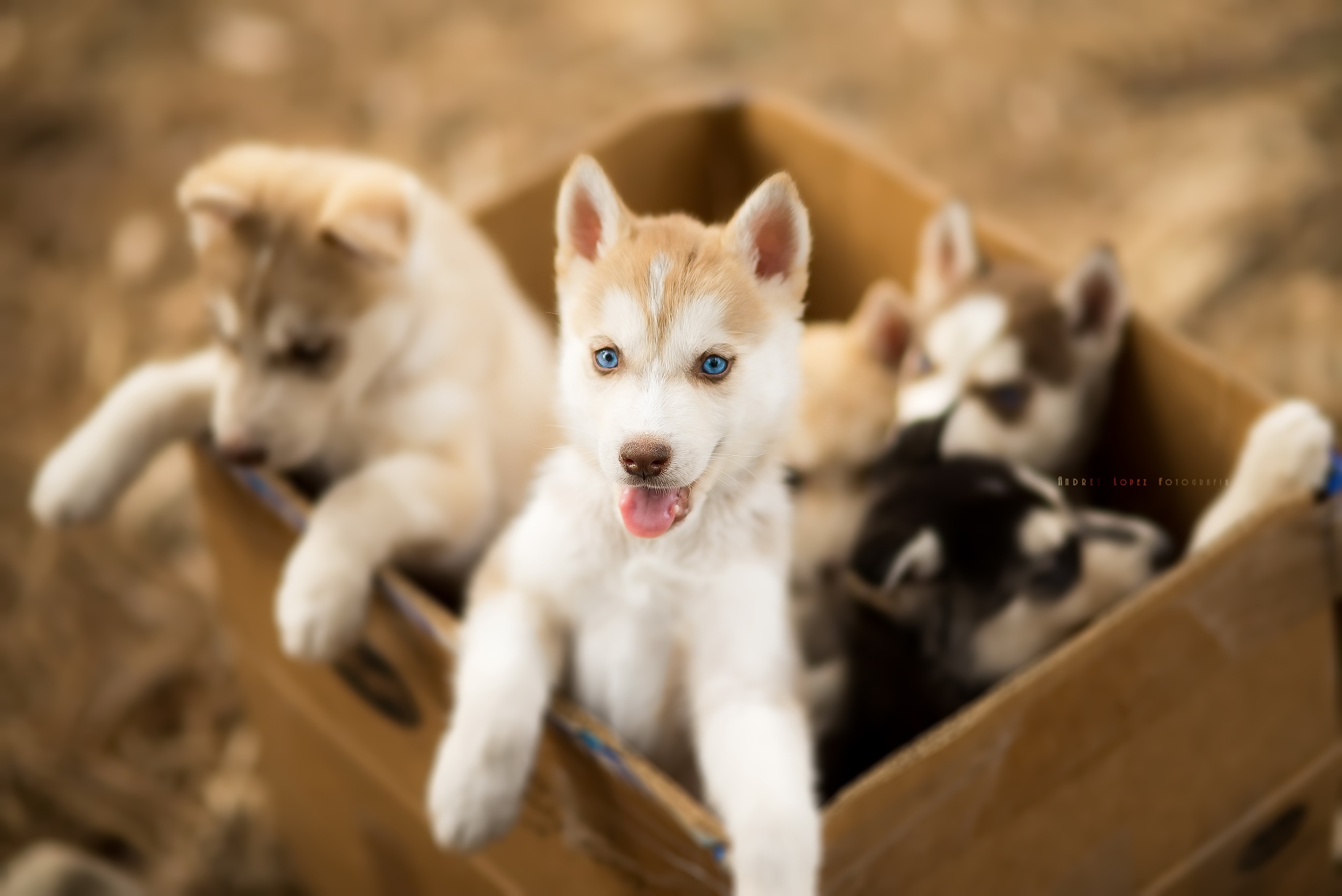 Carton Box Puppies Baby Animals Dog Animals Blue Eyes 3000x2003