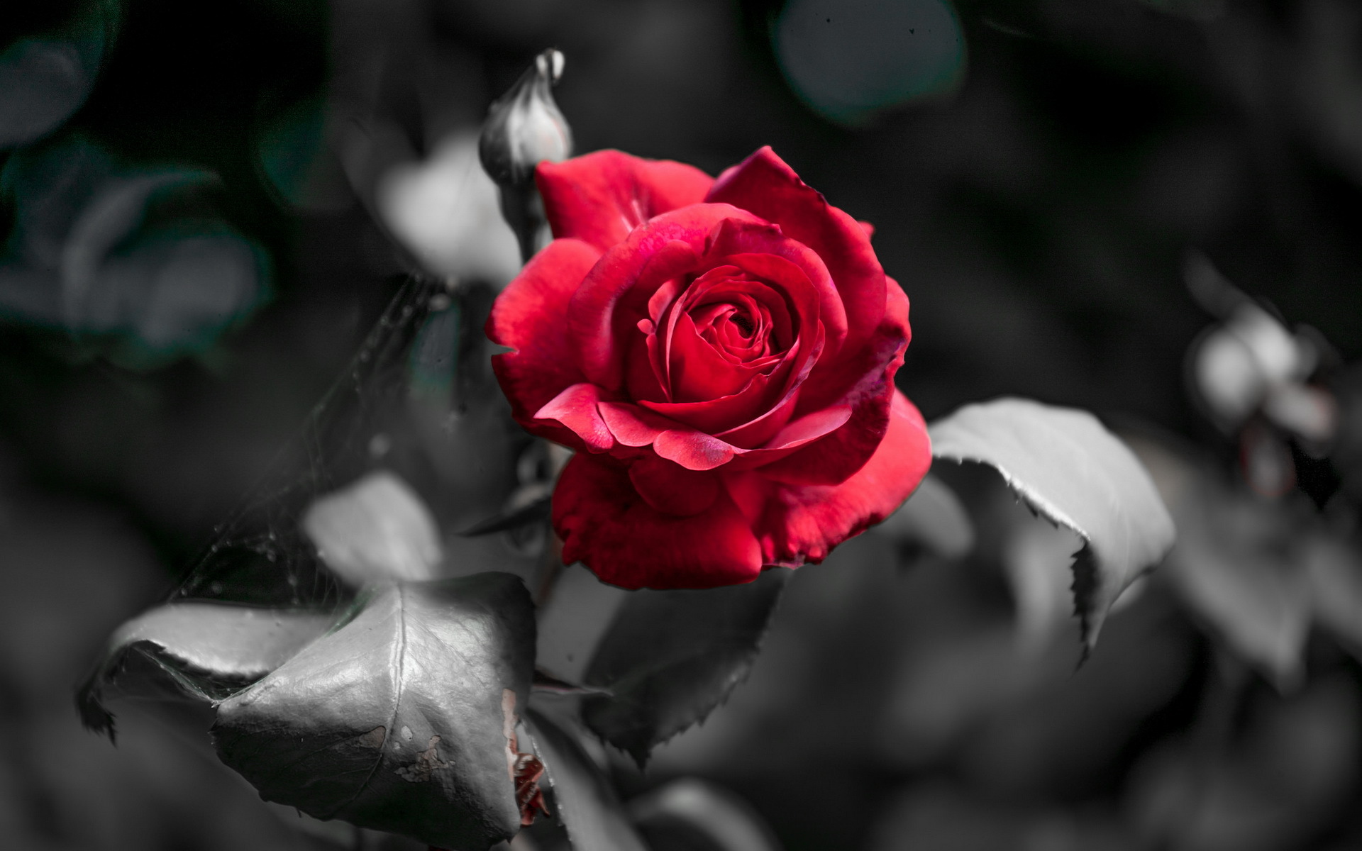 Rose Flower Nature Selective Color 1920x1200