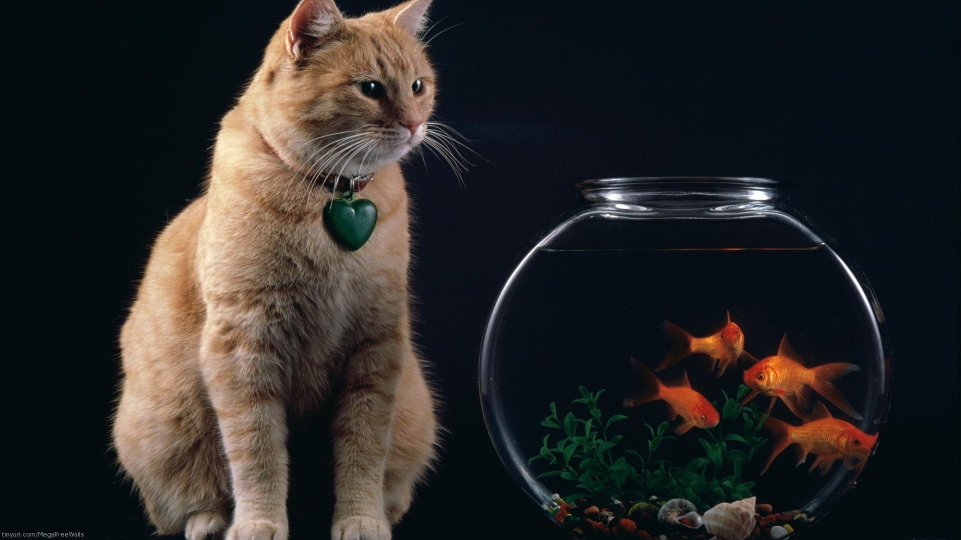 Cat Animal Fish Goldfish 1920x1080