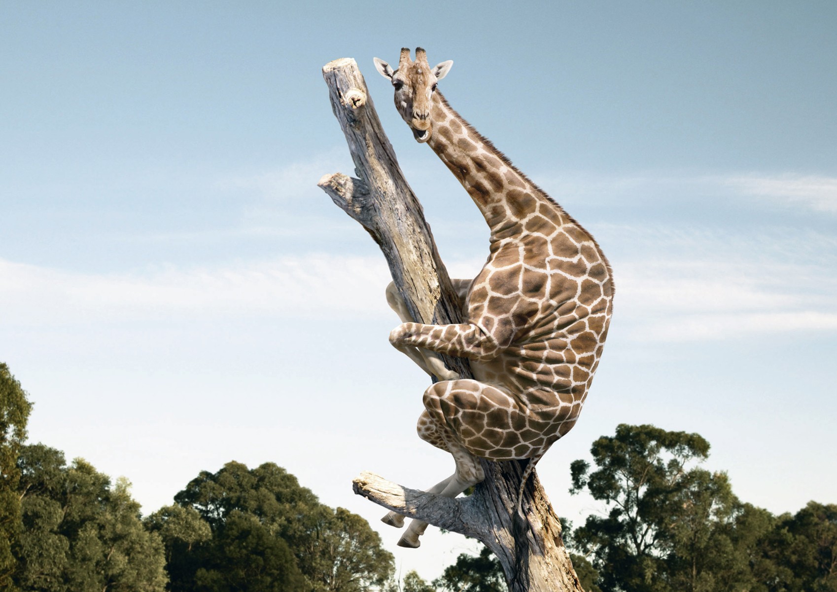 Animals Wildlife Nature Giraffes Fantasy Art Humor 1698x1200