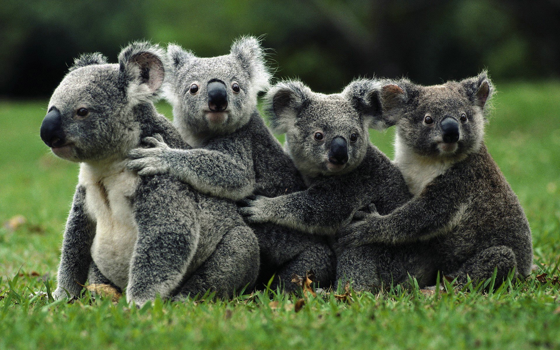 Animal Koala Marsupial Love Hug 1920x1200