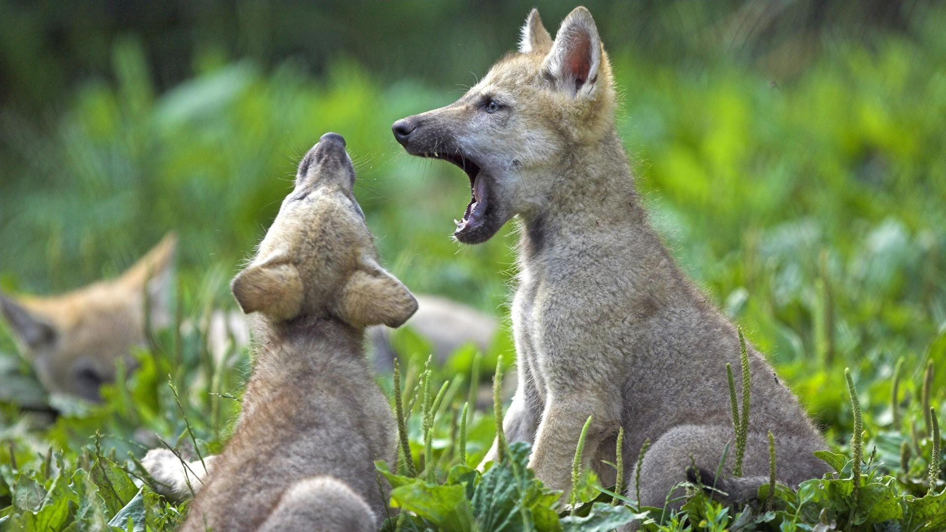 Animals Baby Animals Nature Wolf Field Yawning 1920x1080