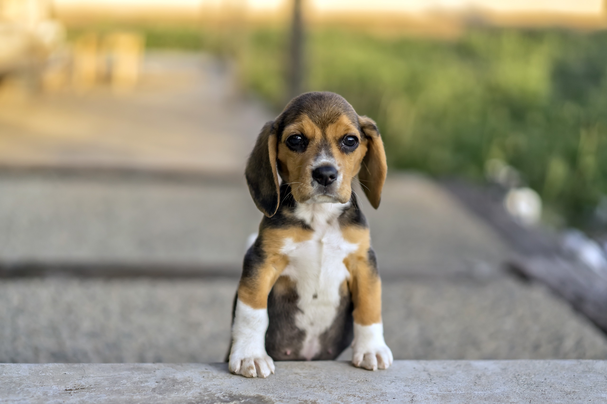 Dog Animals Beagles 2560x1707