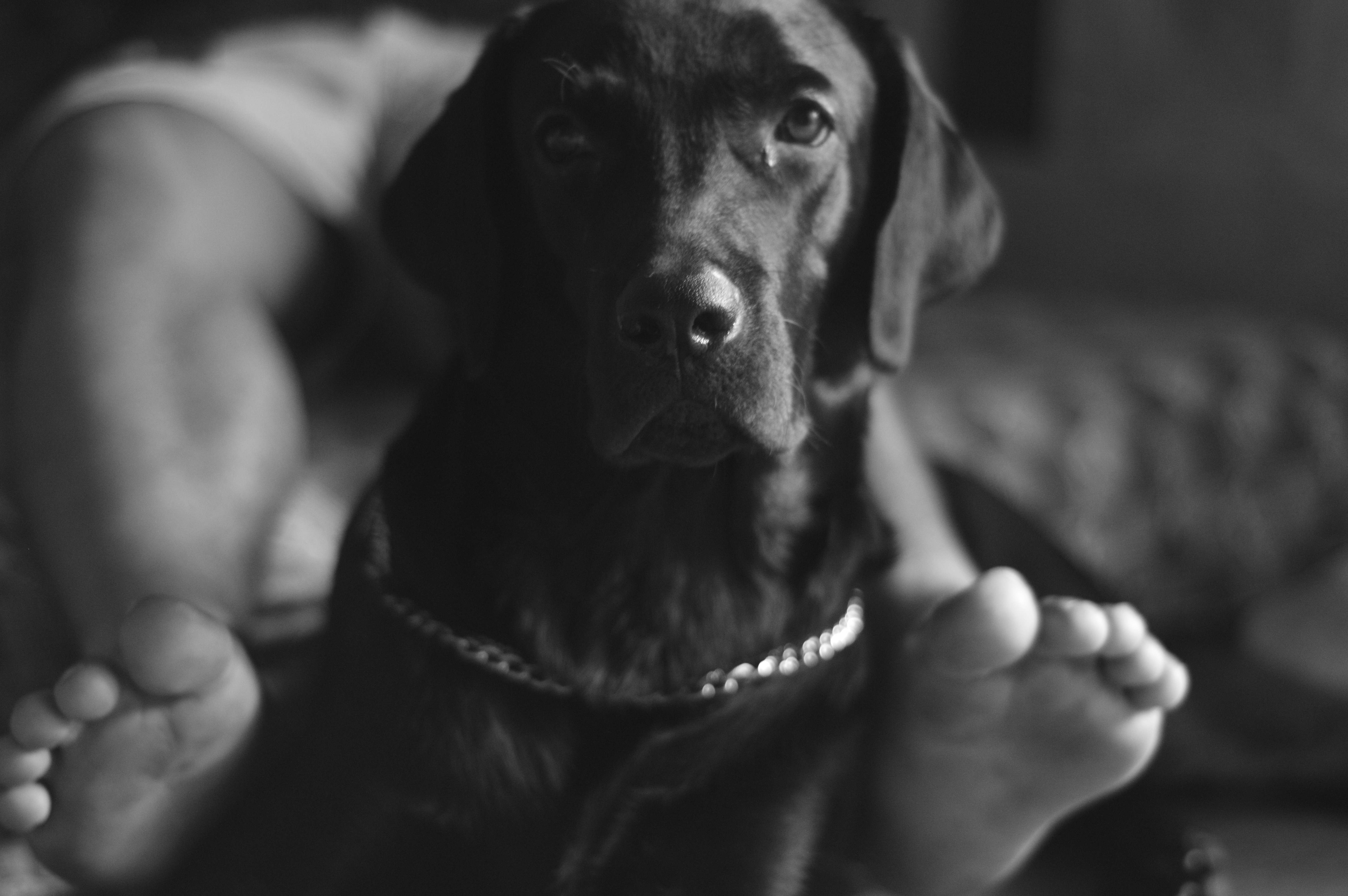 Dog Monochrome Photography Labrador Retriever Zeus 6016x4000
