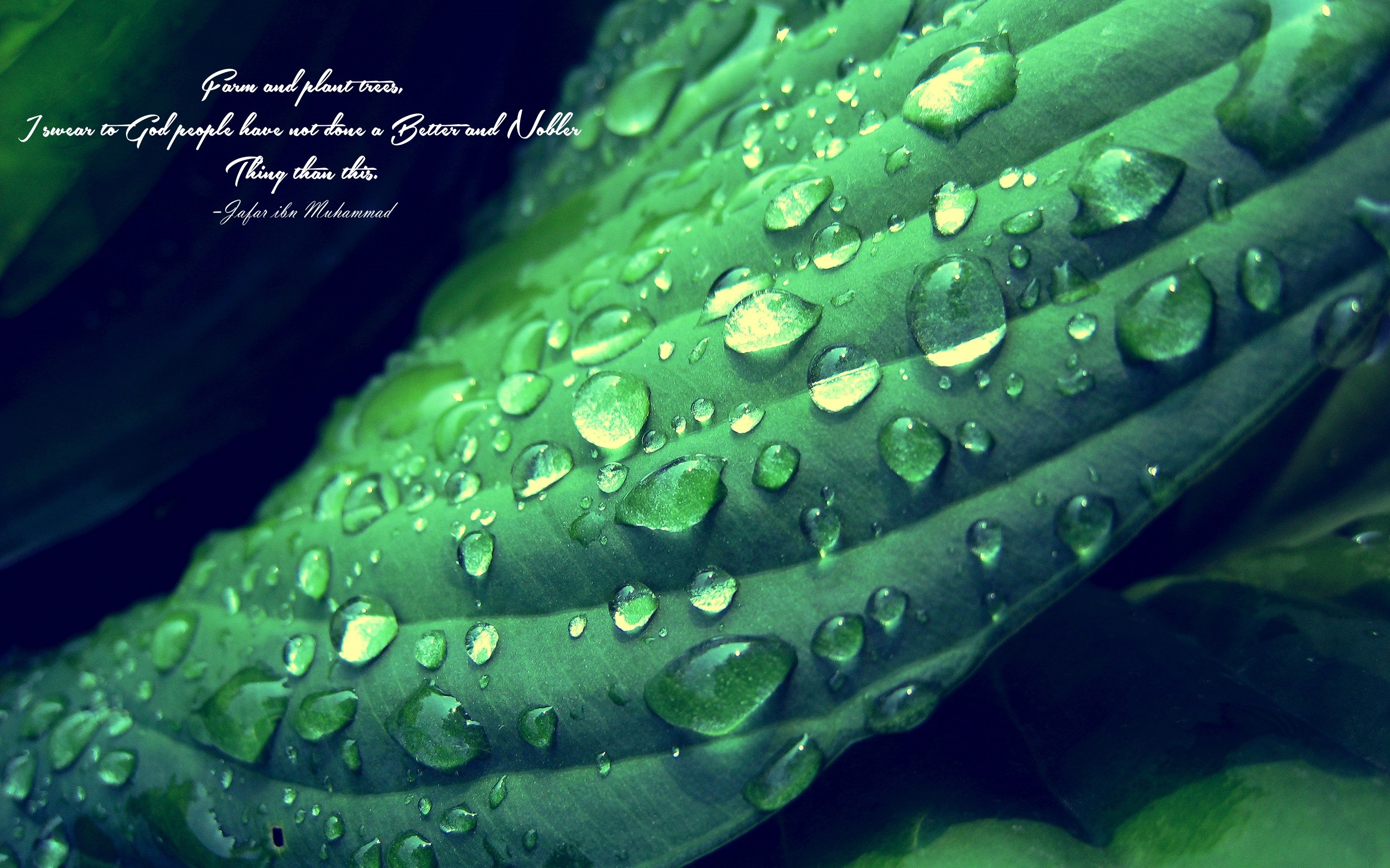 Islam Imam Green Depth Of Field Quote Leaves Water Drops 2560x1600