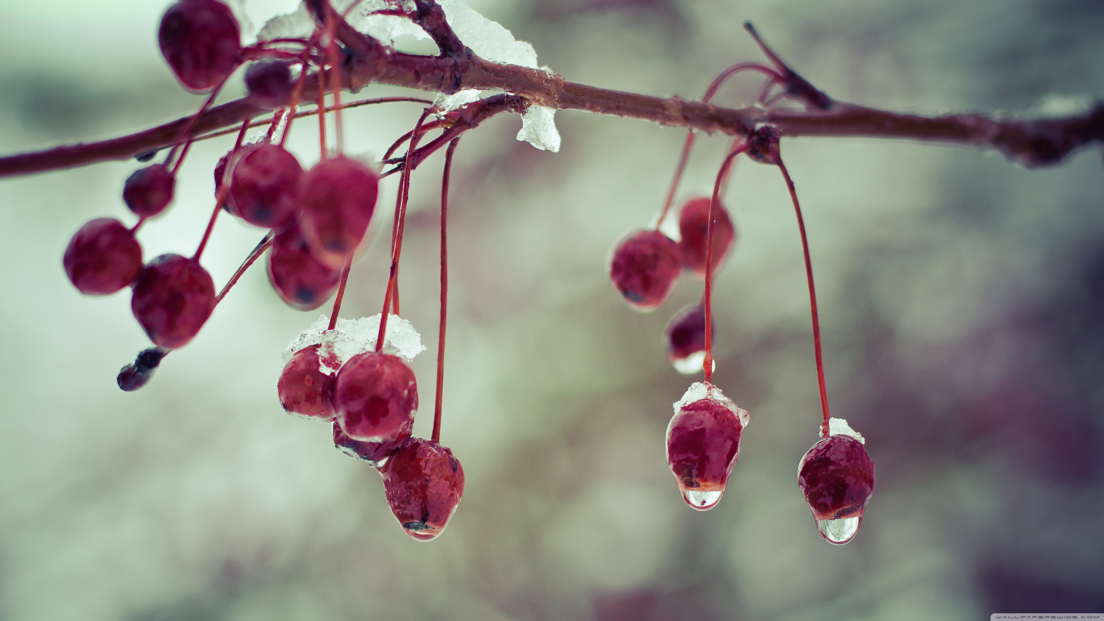 Plants Branch Ice Wet Red Berries Macro 3840x2160