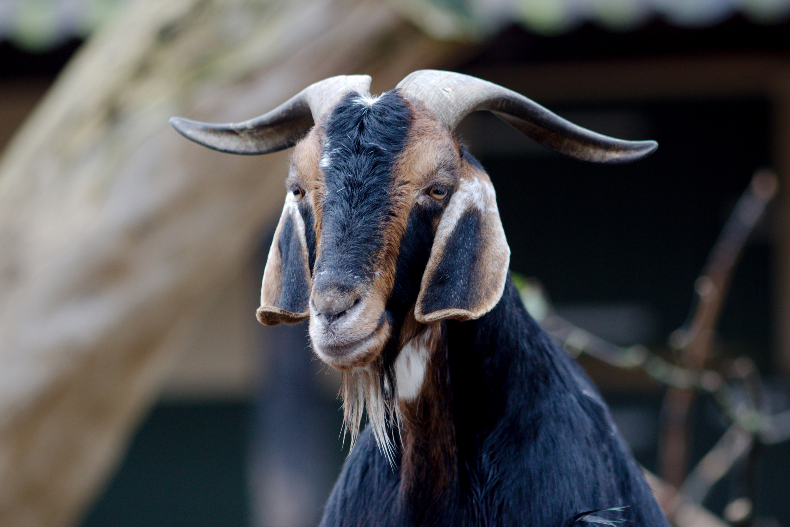 Hamburg Zoo Goats Animals 2560x1707