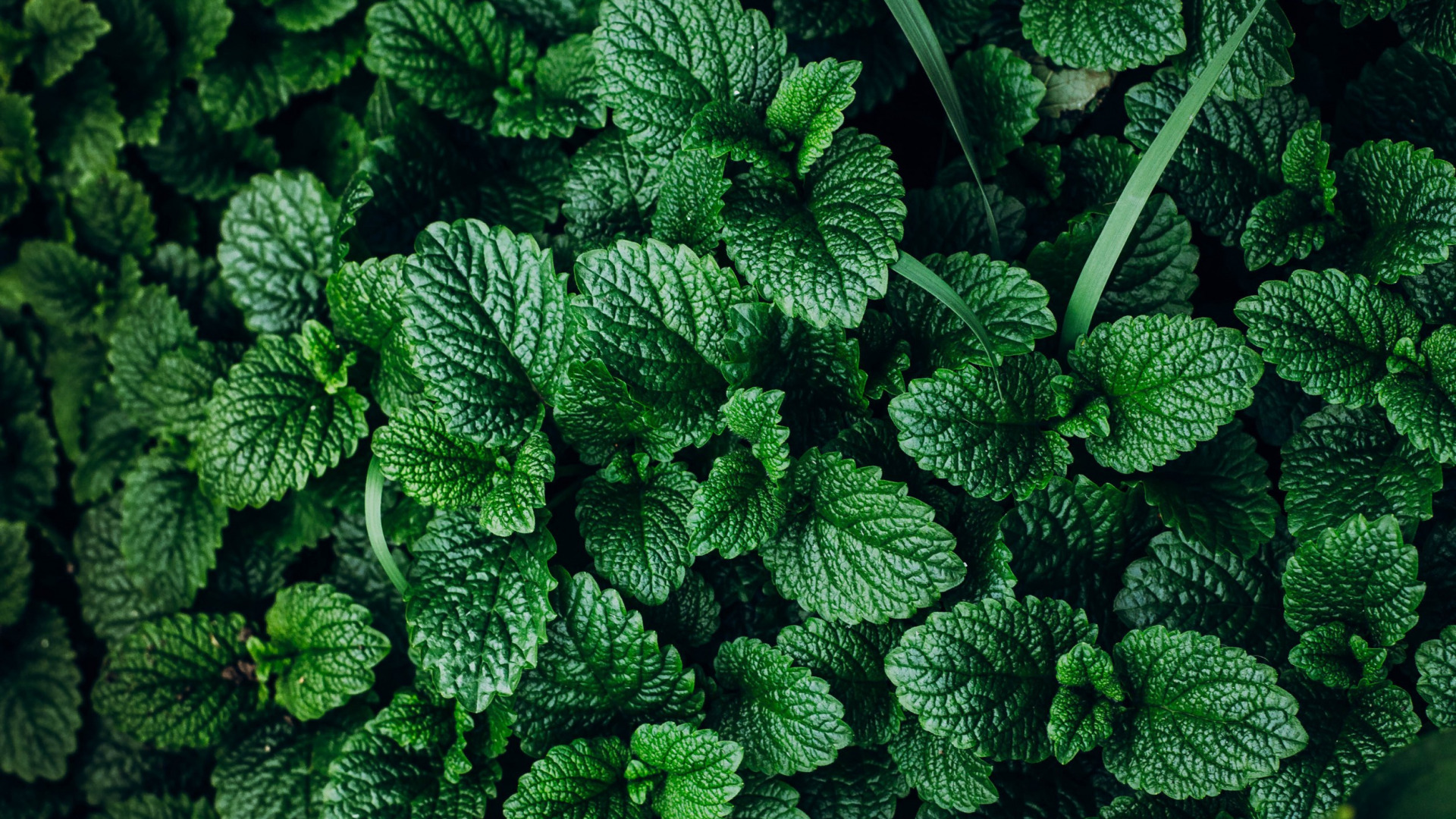 Nature Leaves Plants Green Top View Mint Leaves Mint 1920x1080