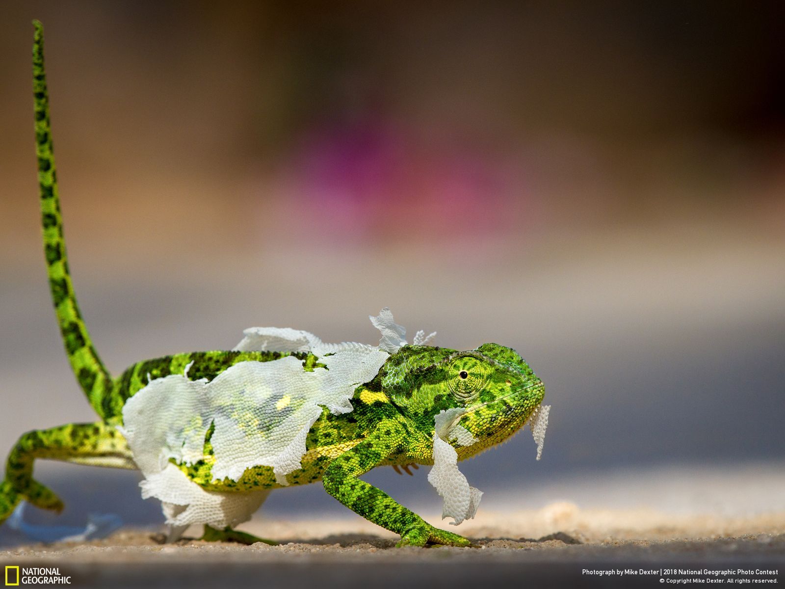 Nature Animals National Geographic Gecko 2018 Year Depth Of Field Tail 1600x1200