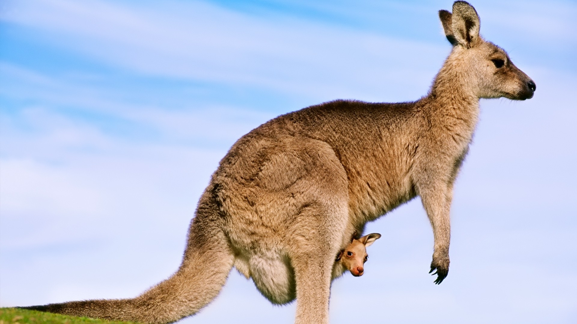 Kangaroos Animals Baby Animals 1920x1080