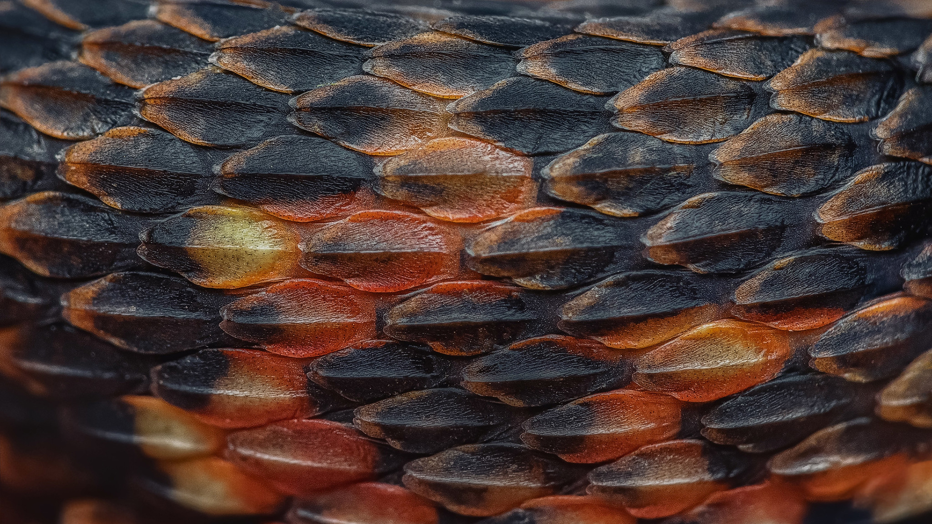 Colorful Snake Scales Closeup Macro Simple Brown 1920x1080
