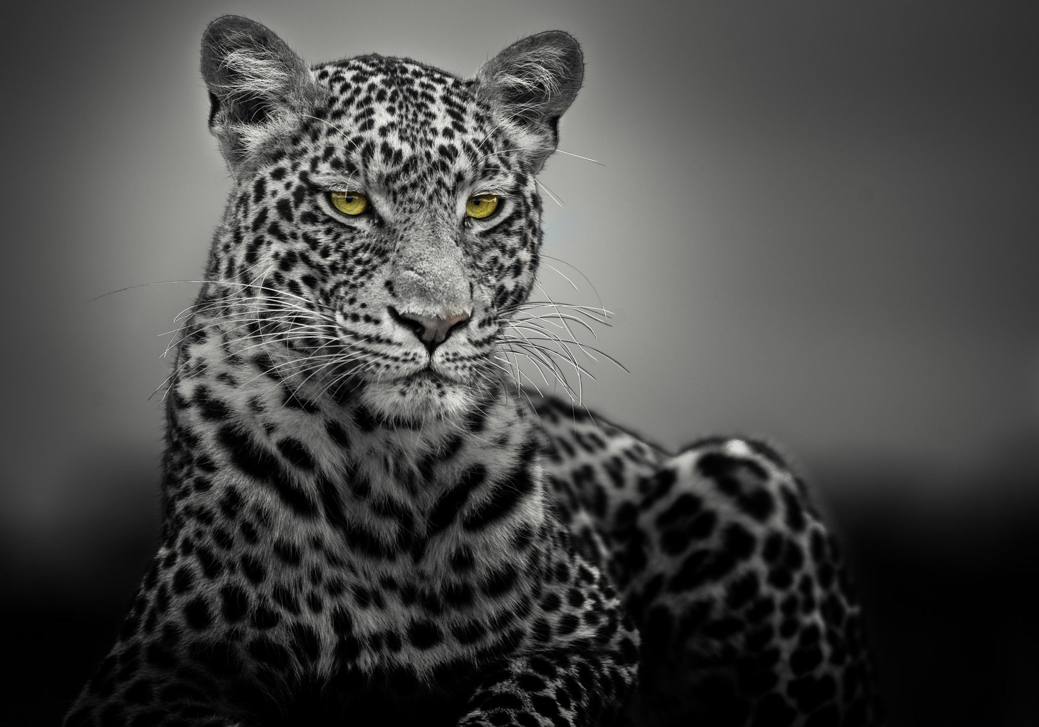 Selective Coloring Leopard Animal Animals 2048x1434