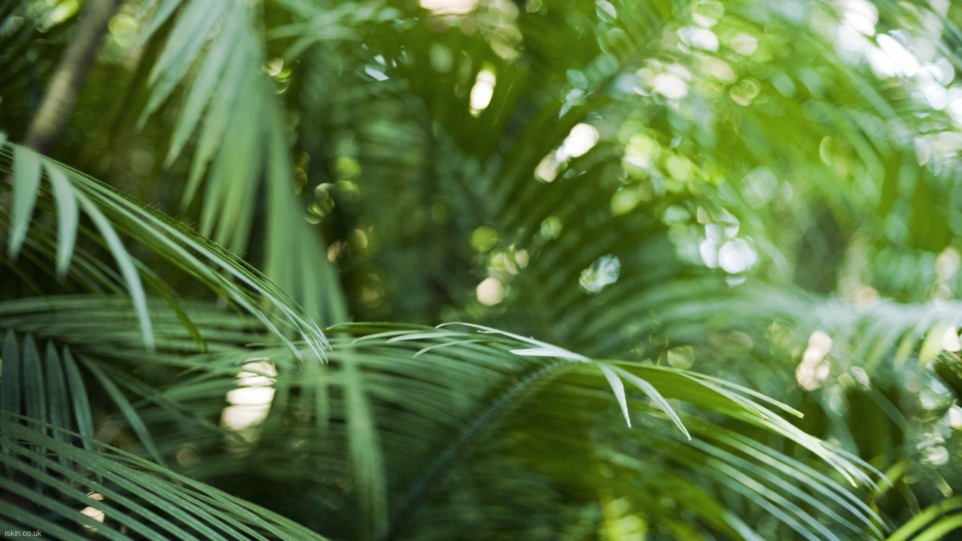 Photography Nature Plants Tropical Depth Of Field Ferns Bokeh 1920x1080