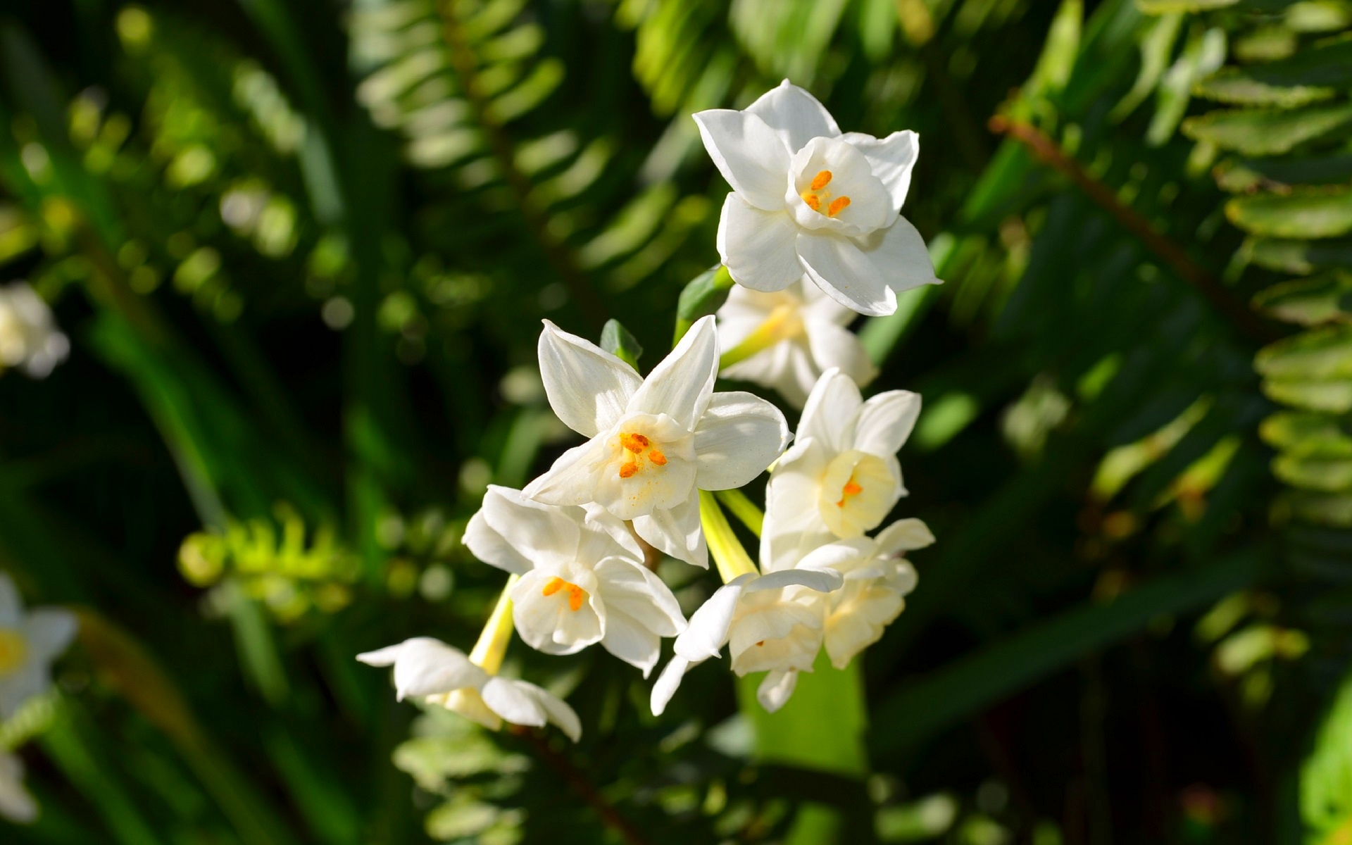 Flower Nature White Daffodil Paperwhite Narcissus Narcissus White Flower Blur 1920x1200