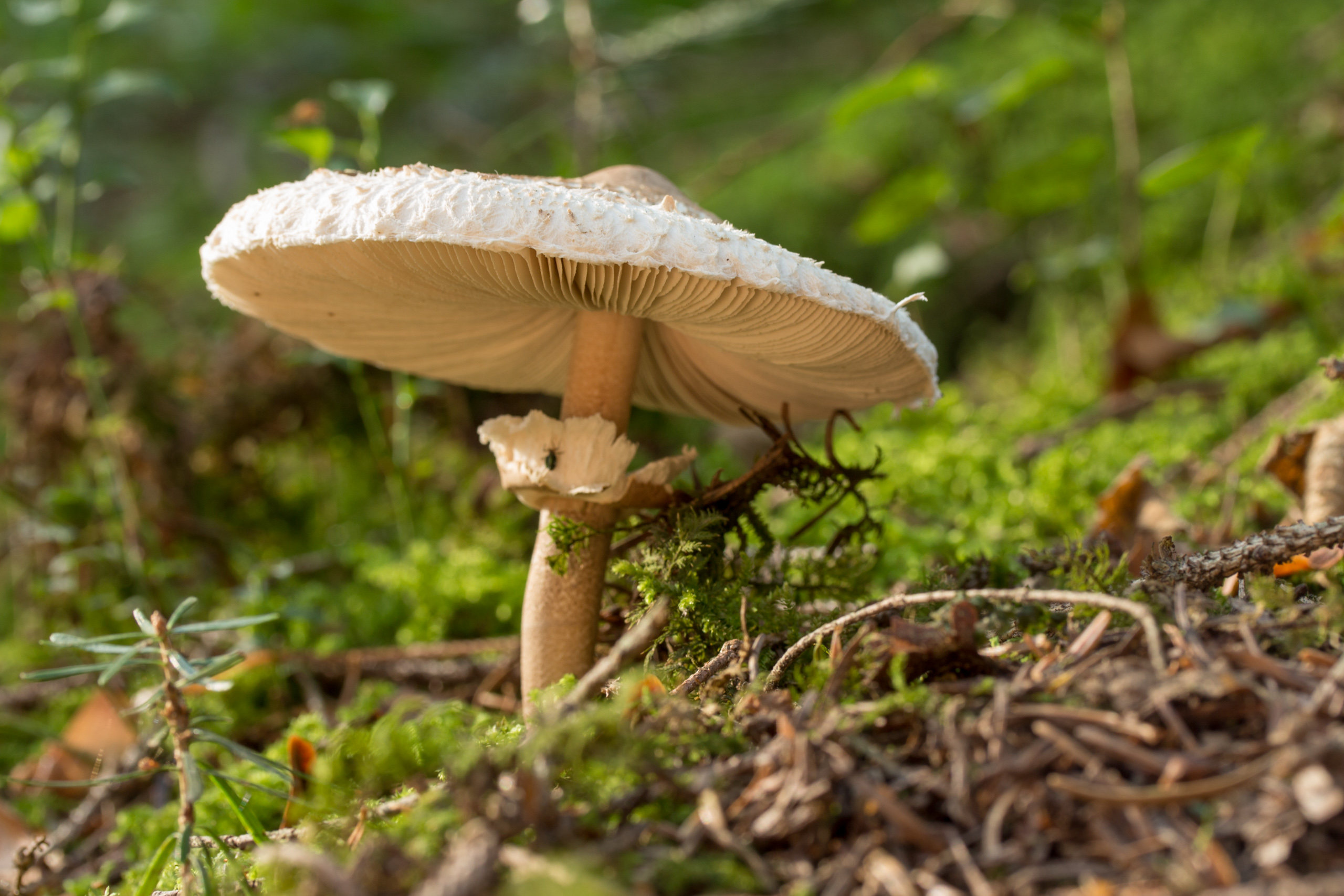 Mushroom Nature Forest Moss Fungus Wood 2560x1707
