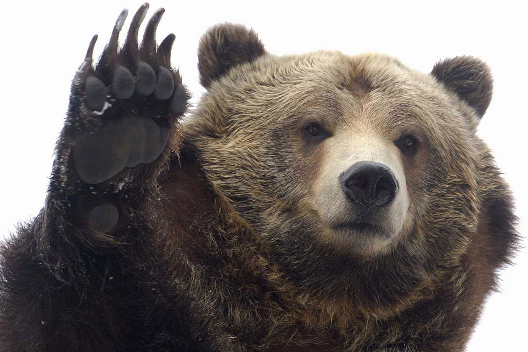 Bear Grizzly Bear Face Close Up Paw 2000x1333