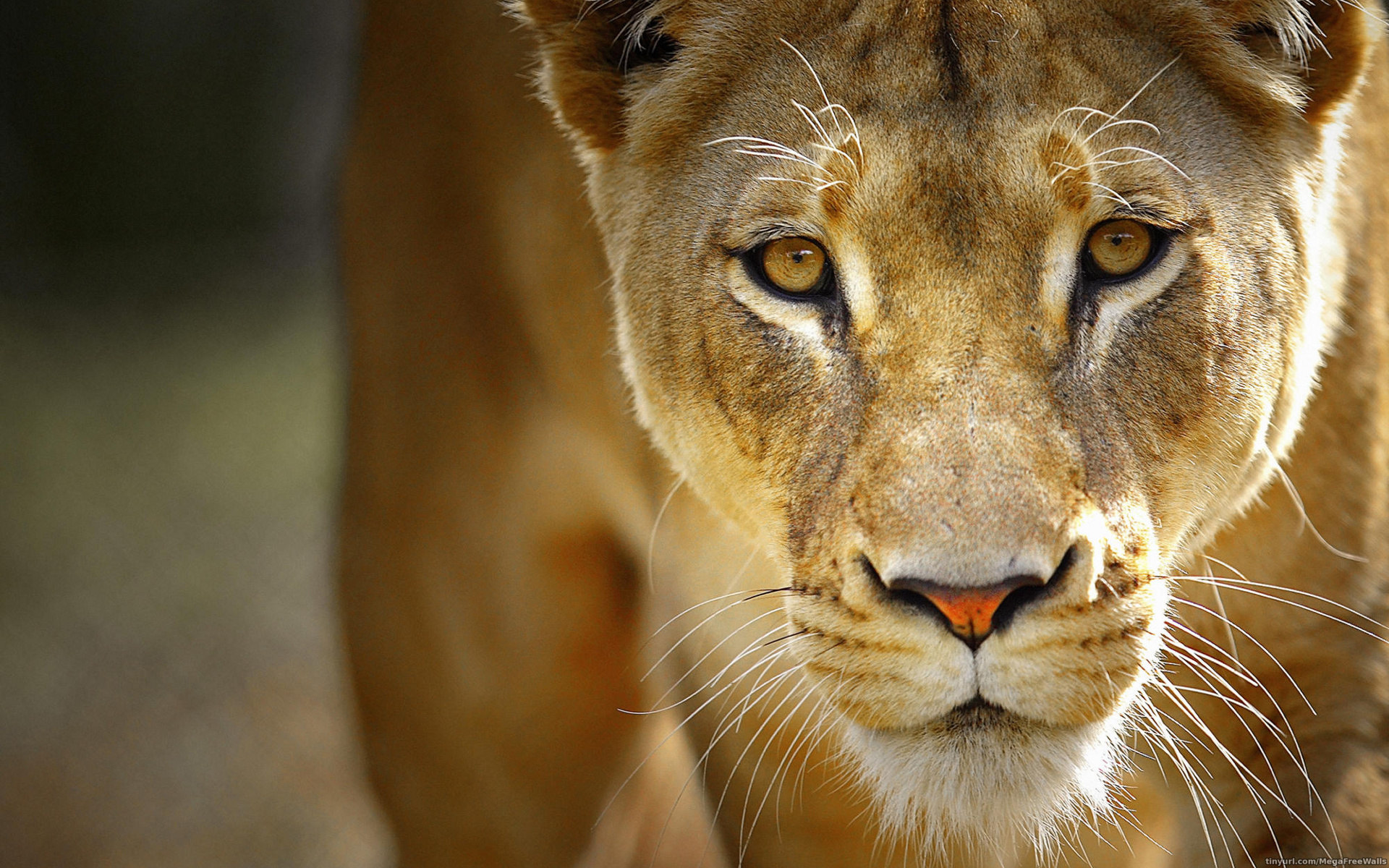 Lion Lioness Animal Close Up Big Cat 1920x1200