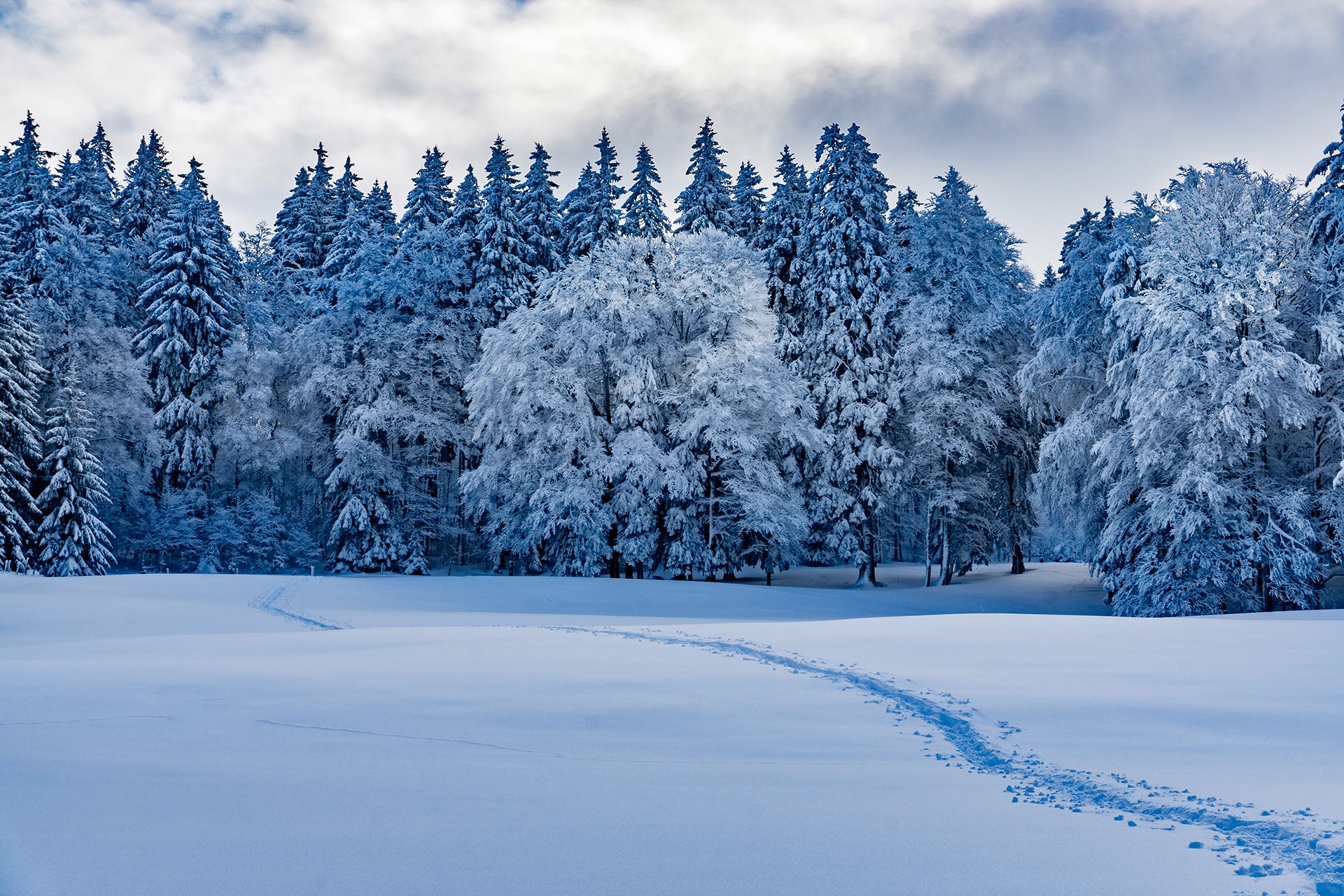 Nature Winter Snow Landscape Forest Snow Tracks Clouds Trees 1920x1280