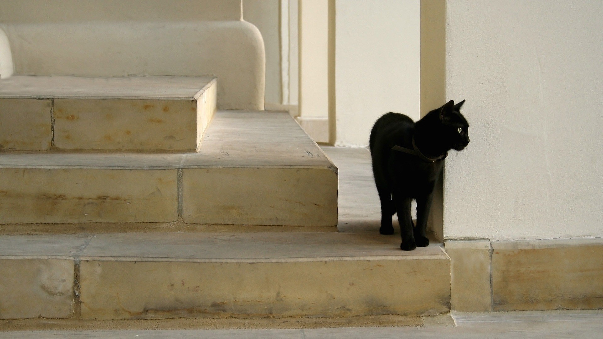 Black Cats Animals Stairway Cats Stairs 1920x1080