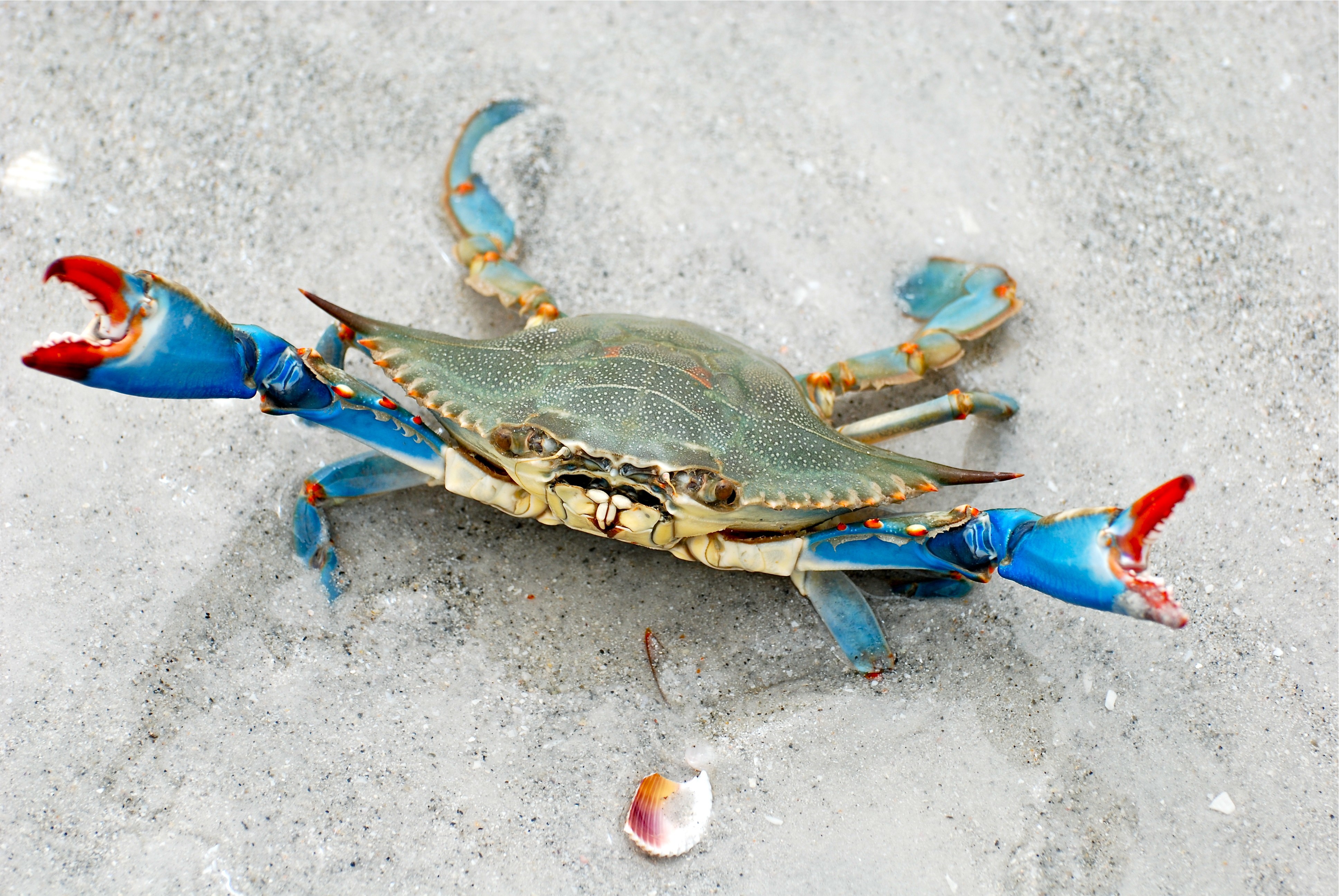 Crabs Animals Nature Crustaceans 3872x2592