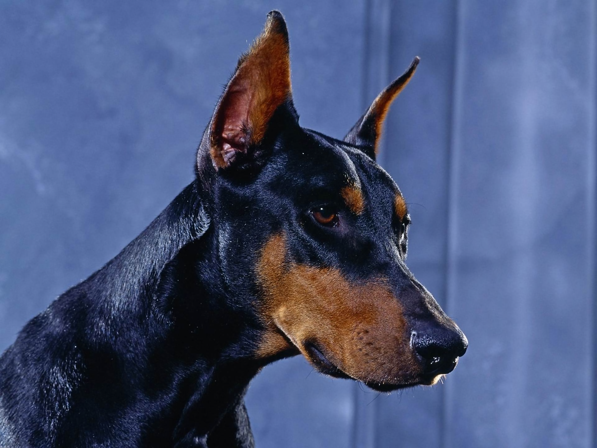 Animal Dog Doberman Pinscher Face Close Up 1920x1440