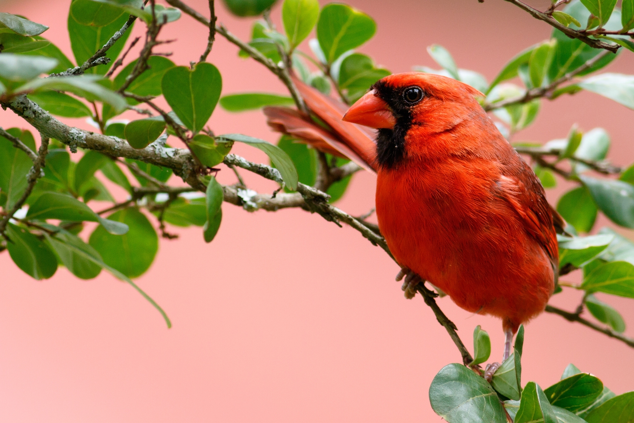 Cardinal Bird Branch 2048x1367
