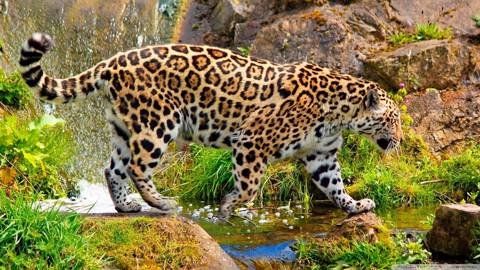 Jaguars Animals Big Cats 1920x1080