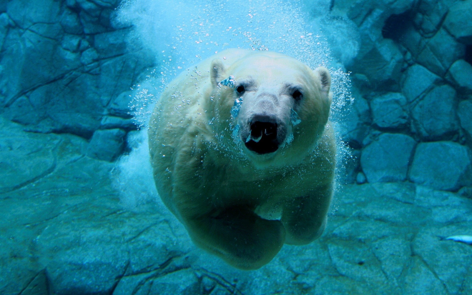 Nature Animals Polar Bears Underwater Bubbles Rock Swimming Bears Turquoise Cyan 1920x1200