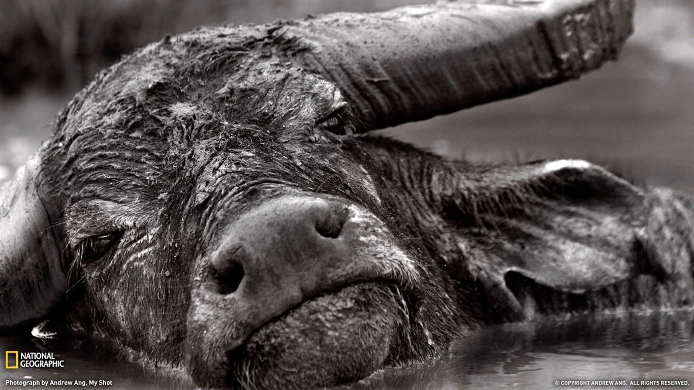 Animals Buffalo Monochrome Wildlife Mud 1366x768
