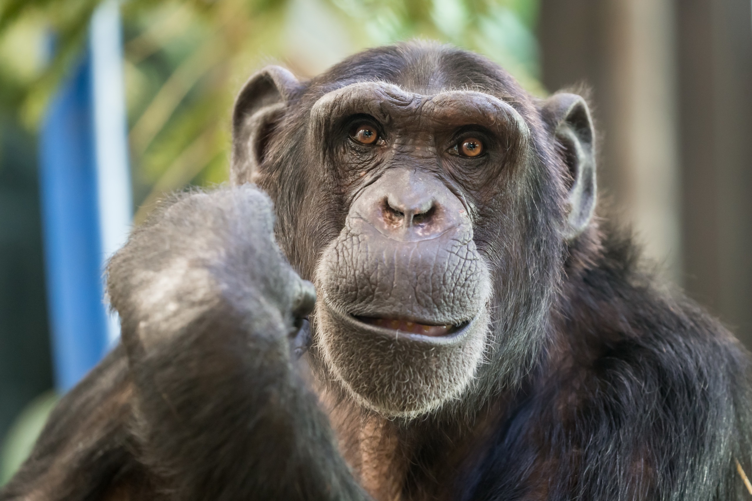 Chimpanzee Monkey Primate 2560x1706