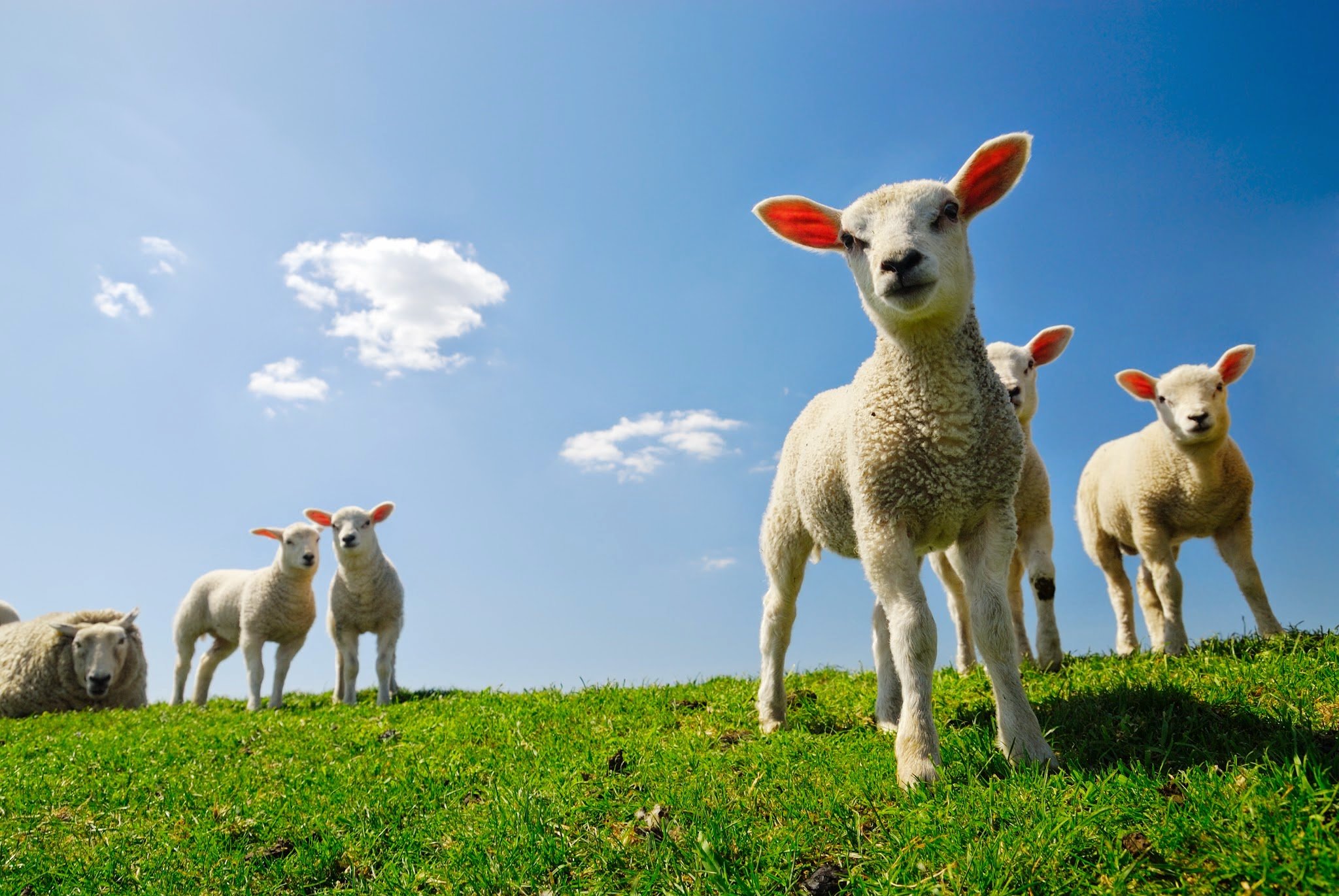 Lamb Sheep 2048x1371