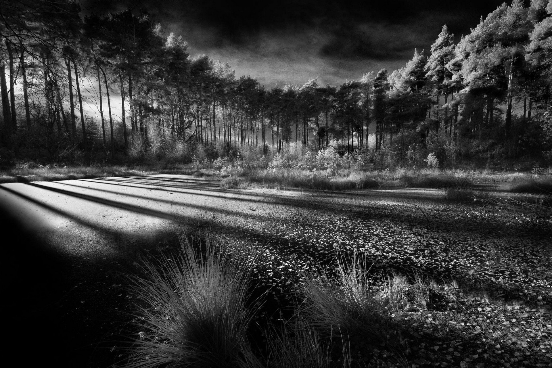 Nature Landscape Forest Morning Sunlight Swamp Shrubs Trees Clouds Shadow Monochrome 1920x1280