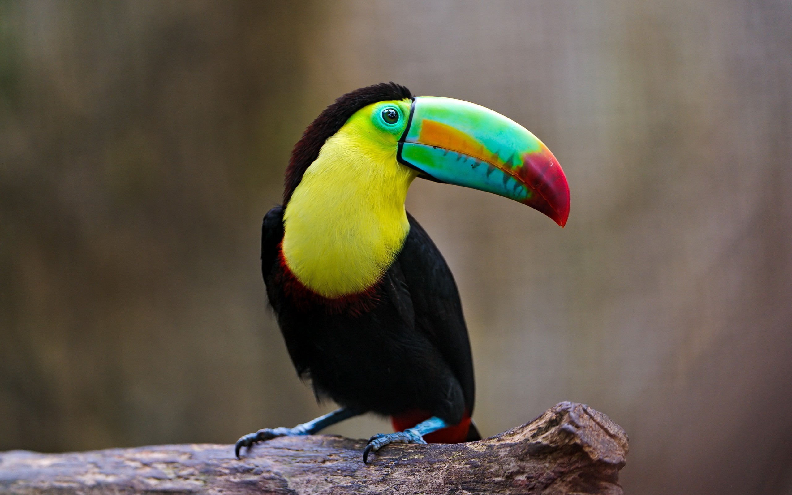 Toucans Birds Colorful Wildlife Nature 2560x1600
