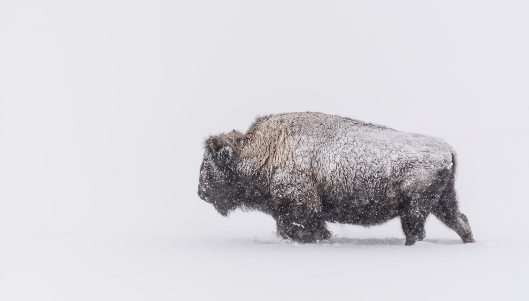 American Bison Wildlife White Snow Snowfall 2048x1167