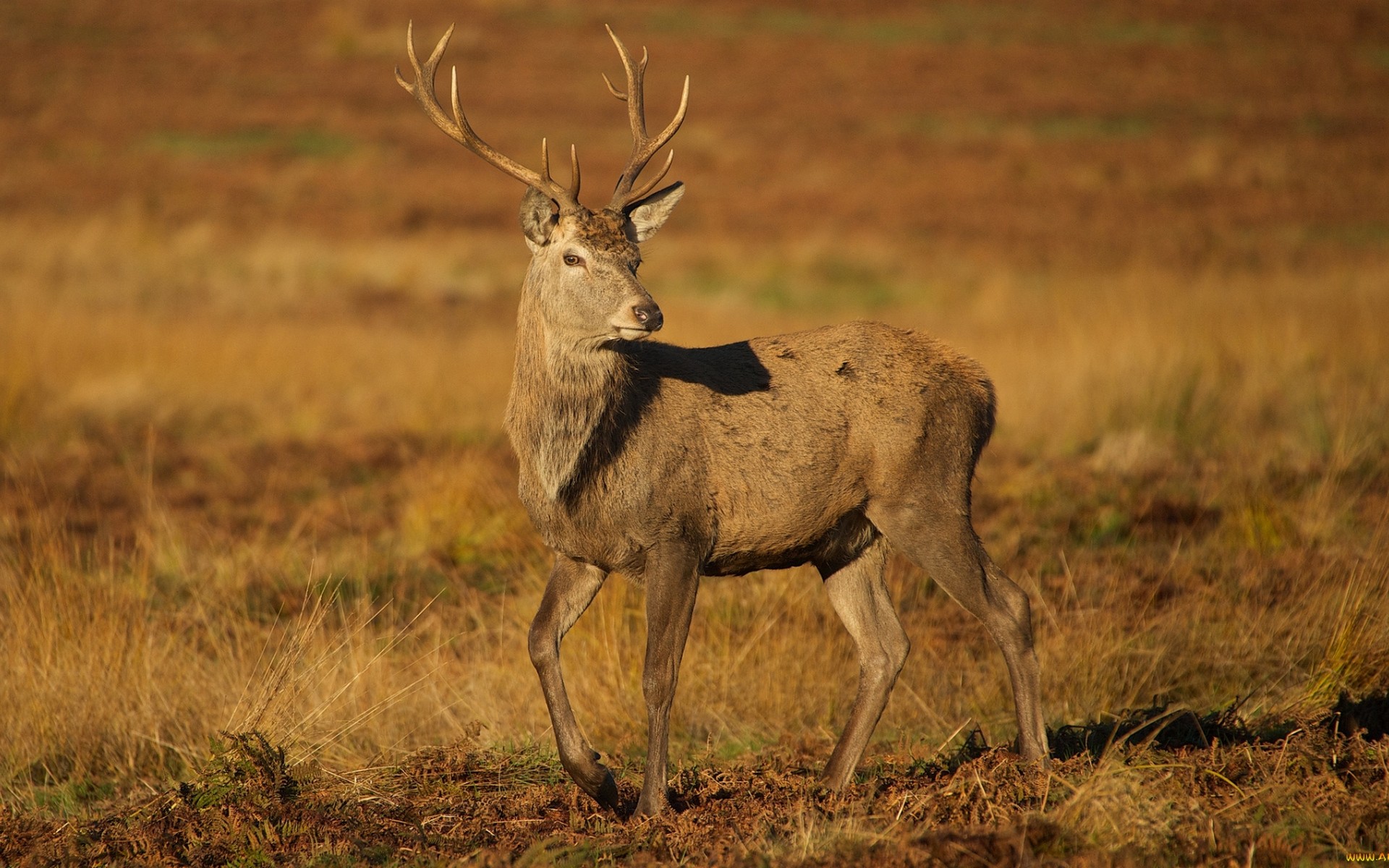 Deer Animals Mammals Wildlife Dry Grass Fall 1920x1200