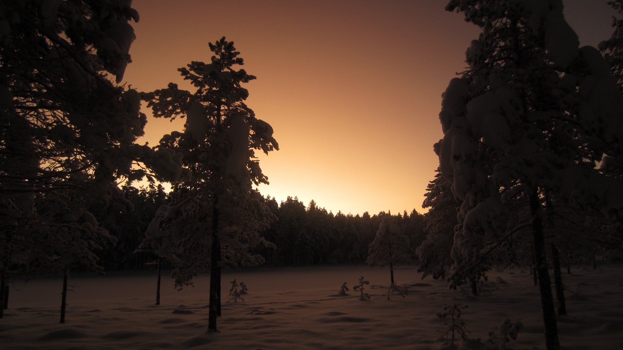 Photography Landscape Trees Nature Plants Winter Snow Dusk Fir Tree Forest 2560x1440