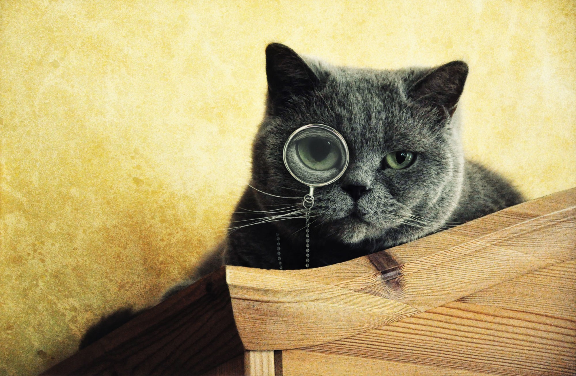 Cats Monocles Animals Green Eyes 2000x1306