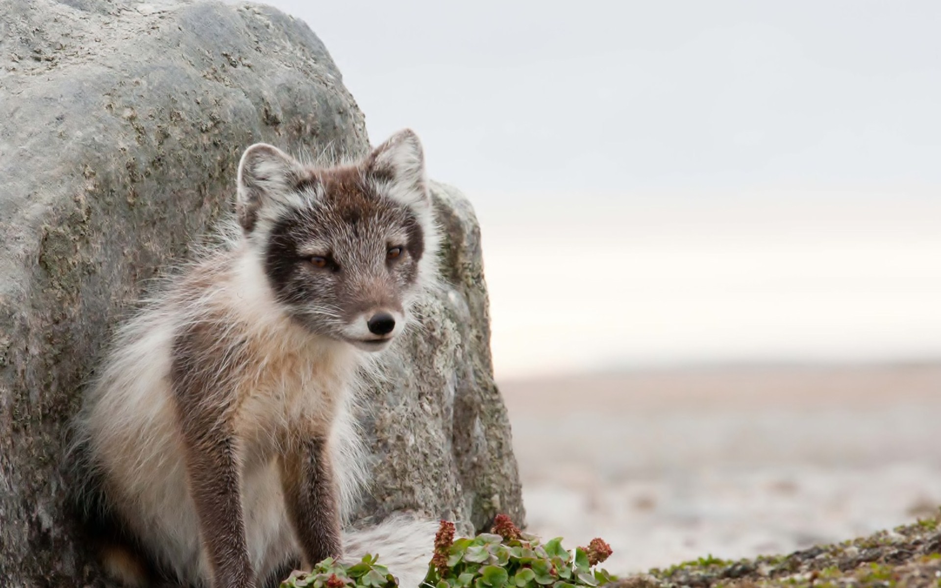 Animal Arctic Fox 1920x1200