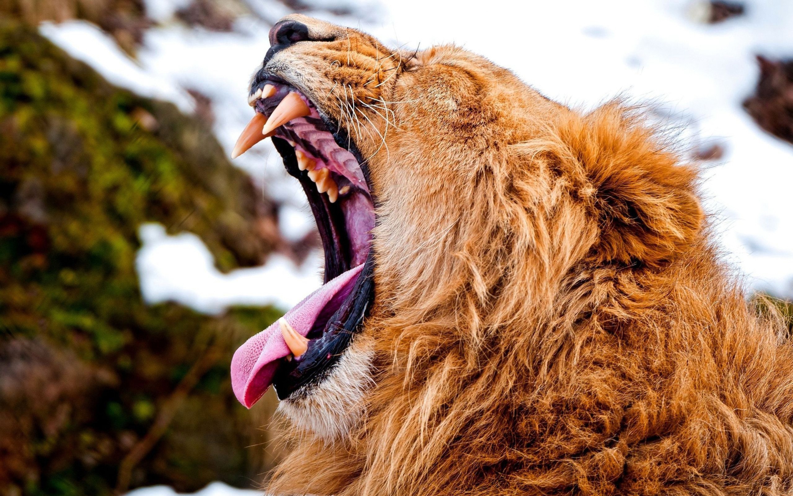 Lion Yawning Animals Wildlife 2560x1600