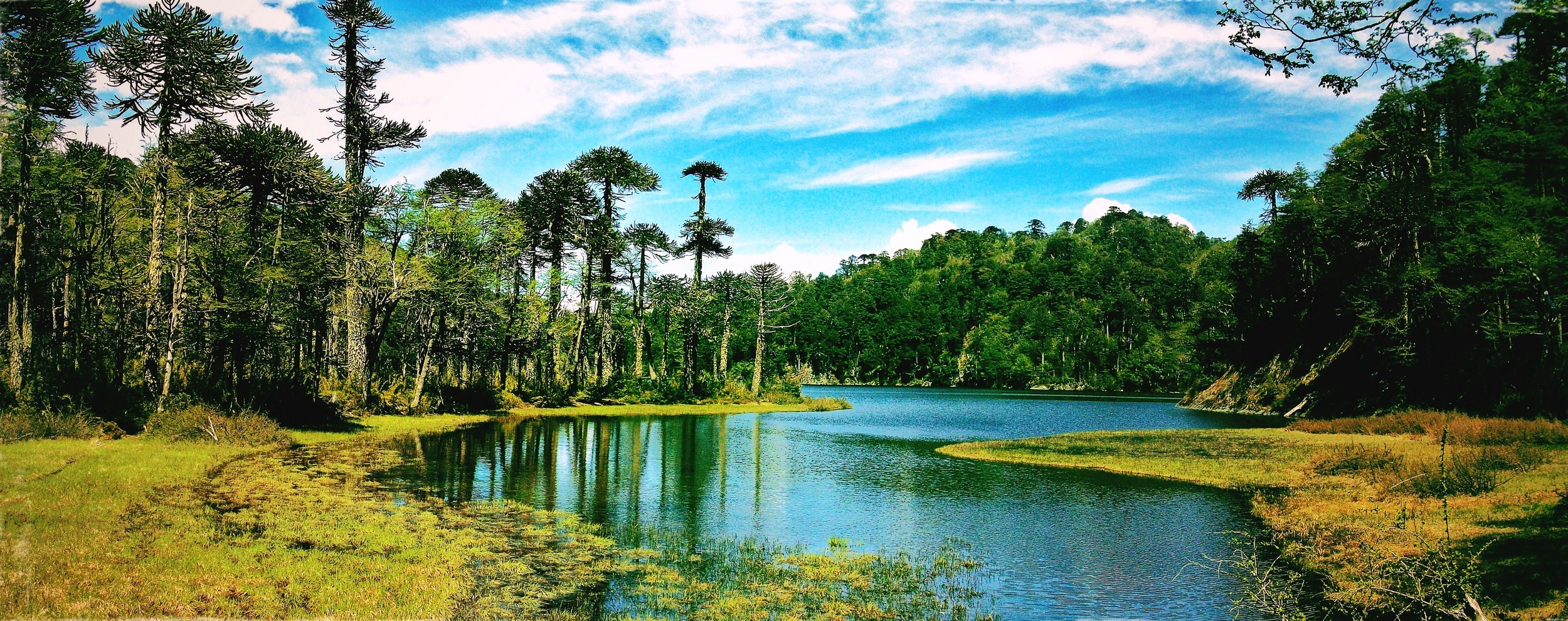 Lake Chile Forest Clouds Grass Trees Monkey Puzzle Tree Reflection Hills Nature Landscape Water Gree 2500x991