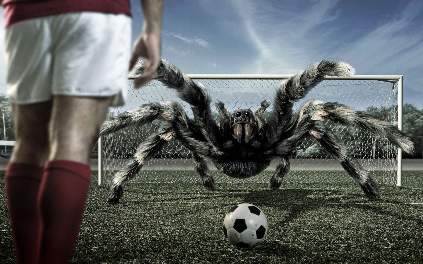 Sports Spider Soccer Ball Insect 1680x1050