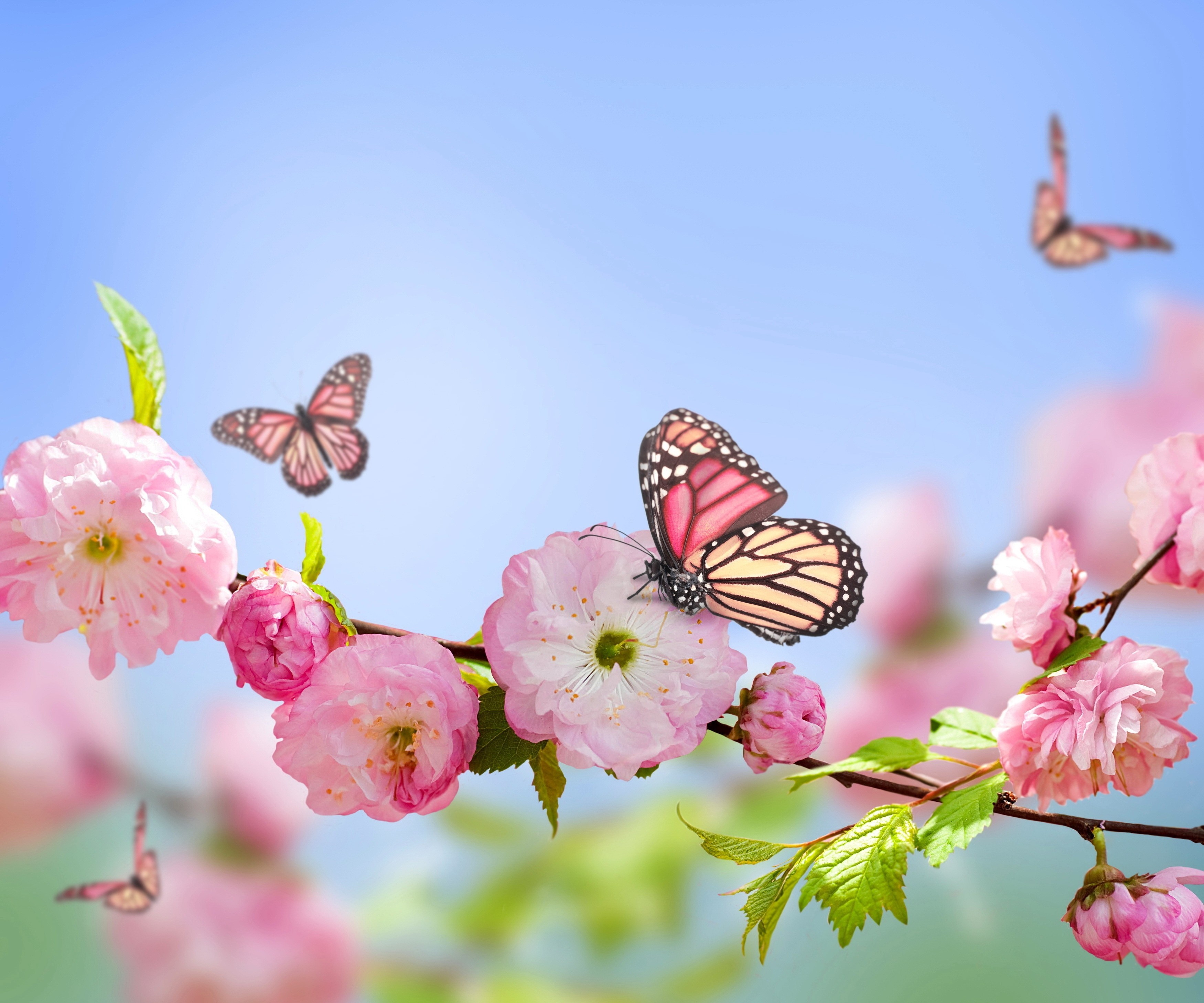 Butterfly Nature Flowers Pink Flowers Blossoms 3500x2916