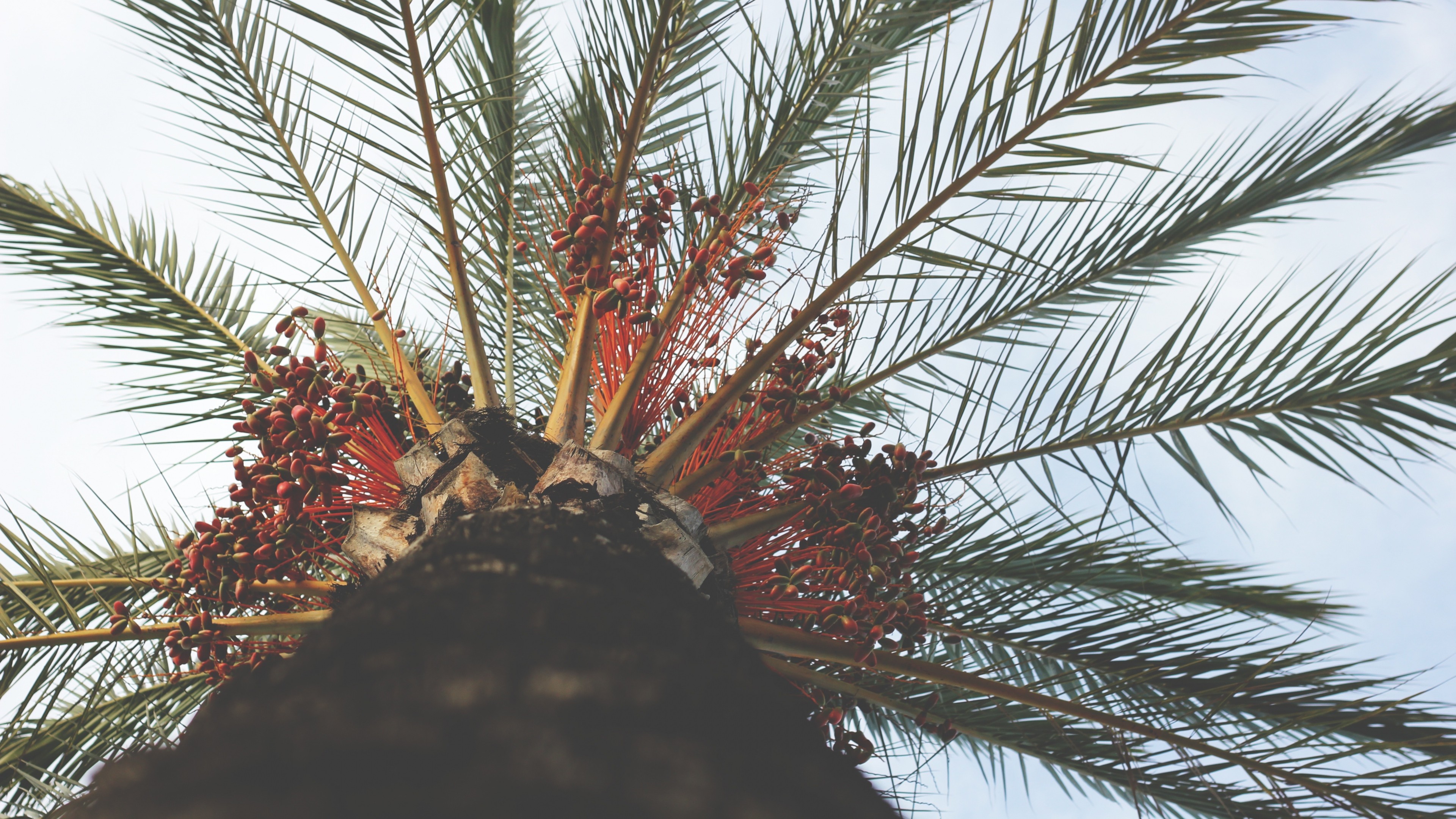 Tropical Summer Palm Trees Worms Eye View Plants Bottom View 3840x2160