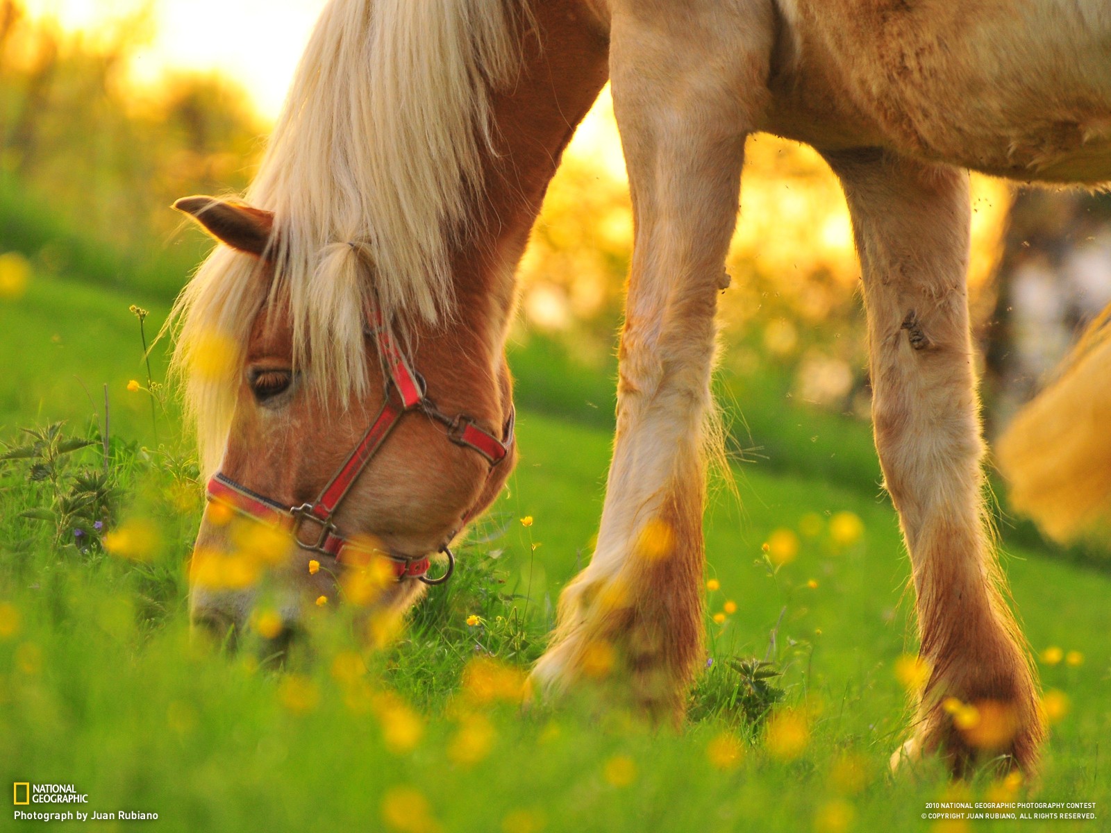 Horse Animals Depth Of Field National Geographic 1600x1200