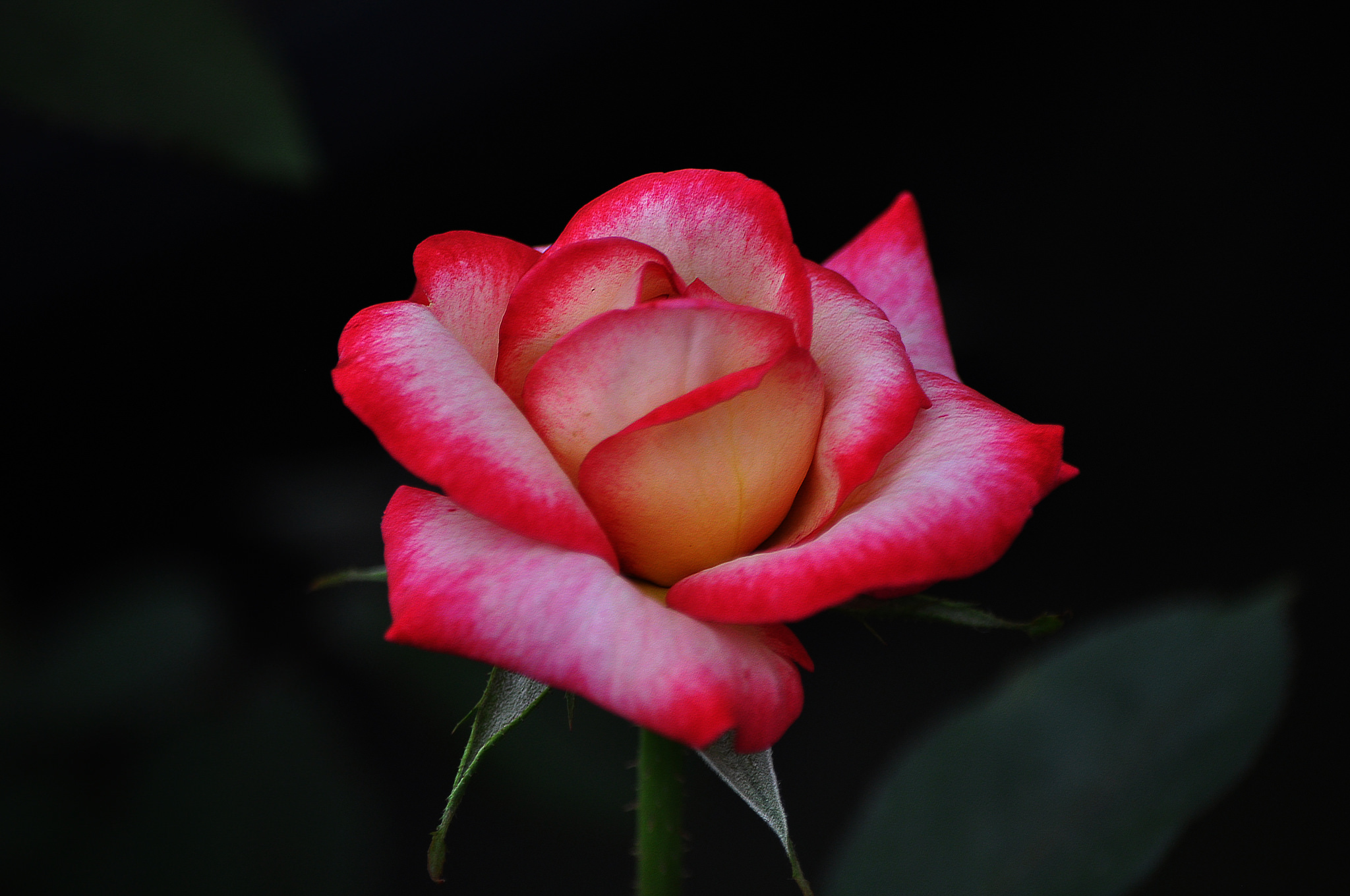 Flower Rose Pink Rose Stem Close Up 2048x1360