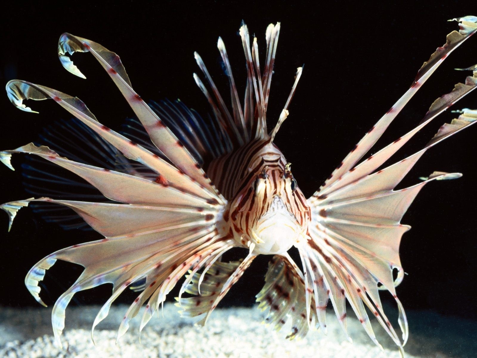 Underwater Sea Fish Lionfish 1600x1200